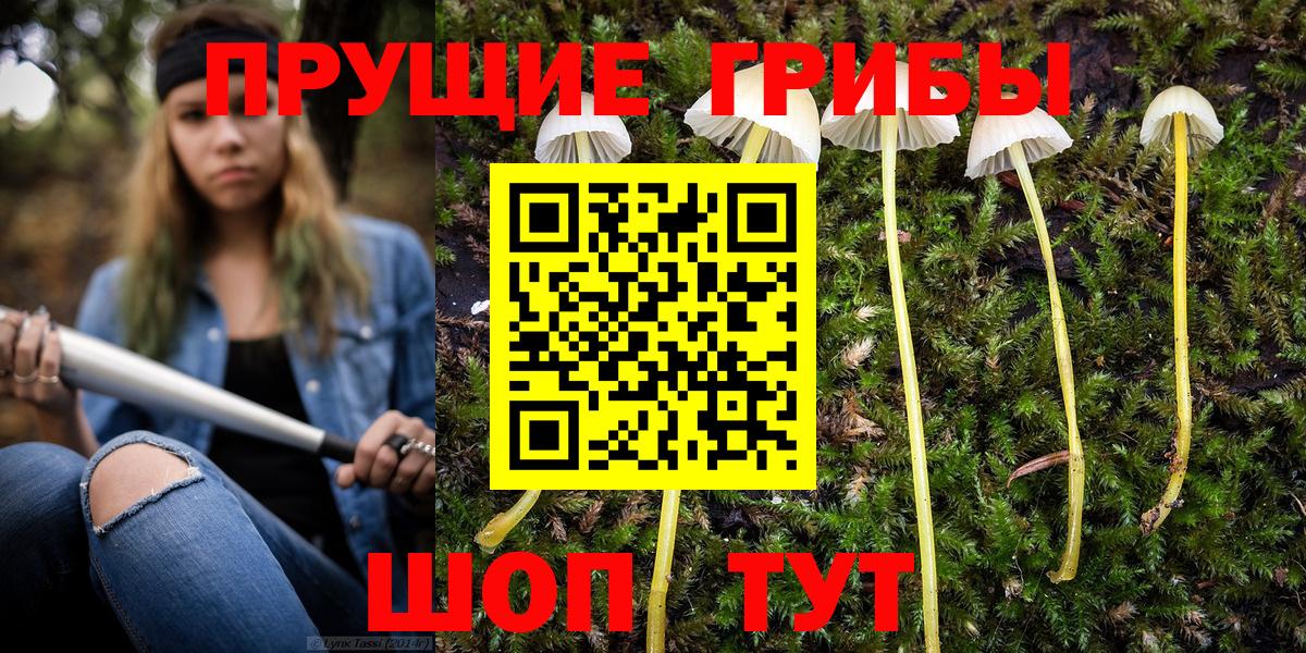 Галлюциногенные грибы Psilocybine cubensis Буйнакск